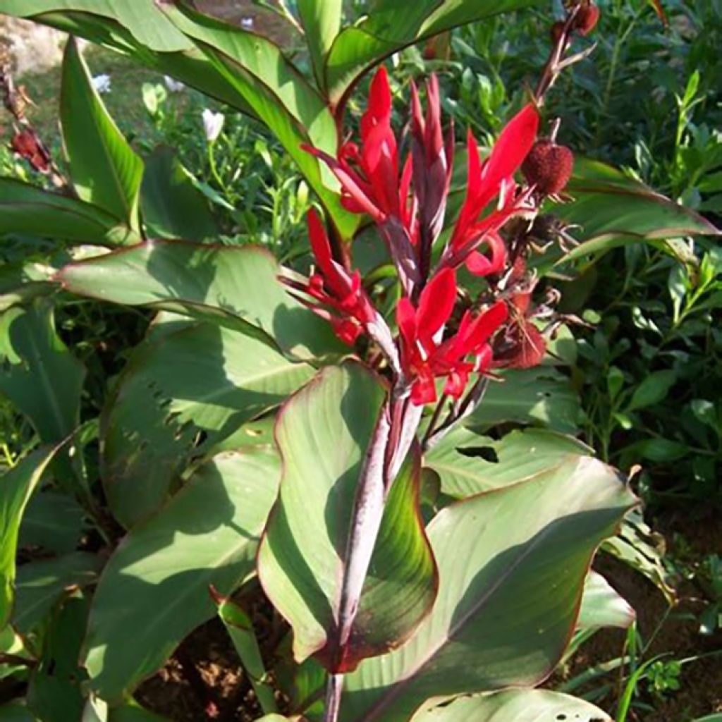 Canna edulis