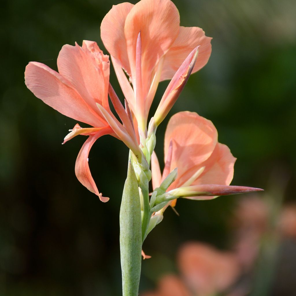 Canna Erebus - Caña de las Indias