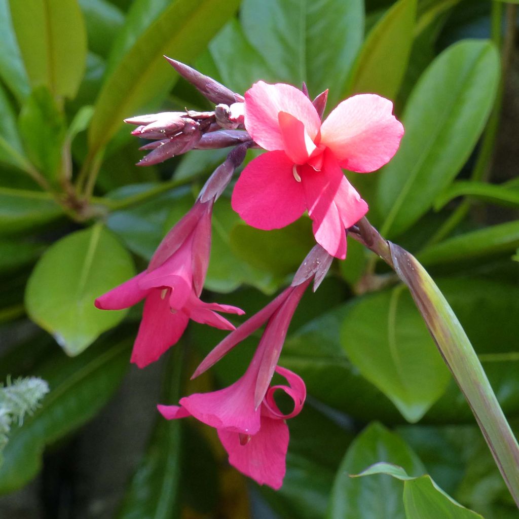 Canna iridiflora