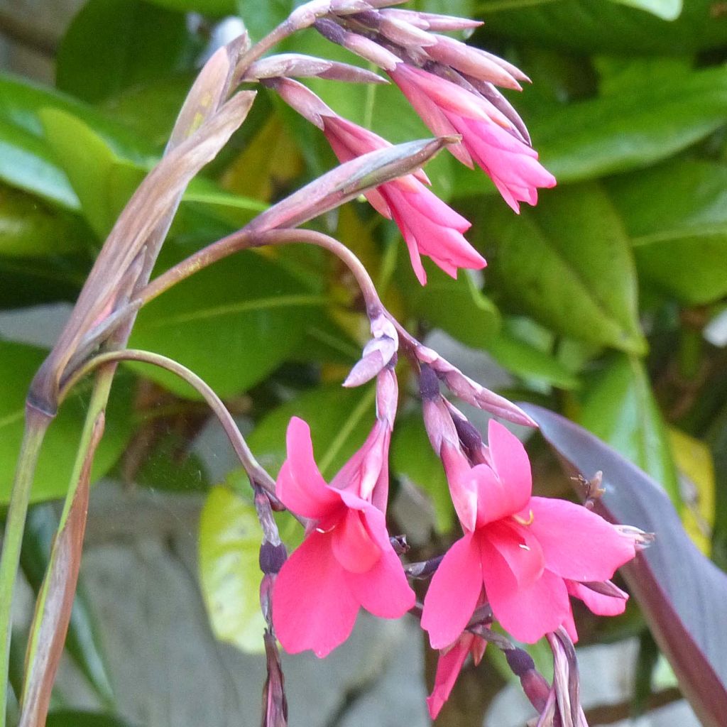 Canna iridiflora