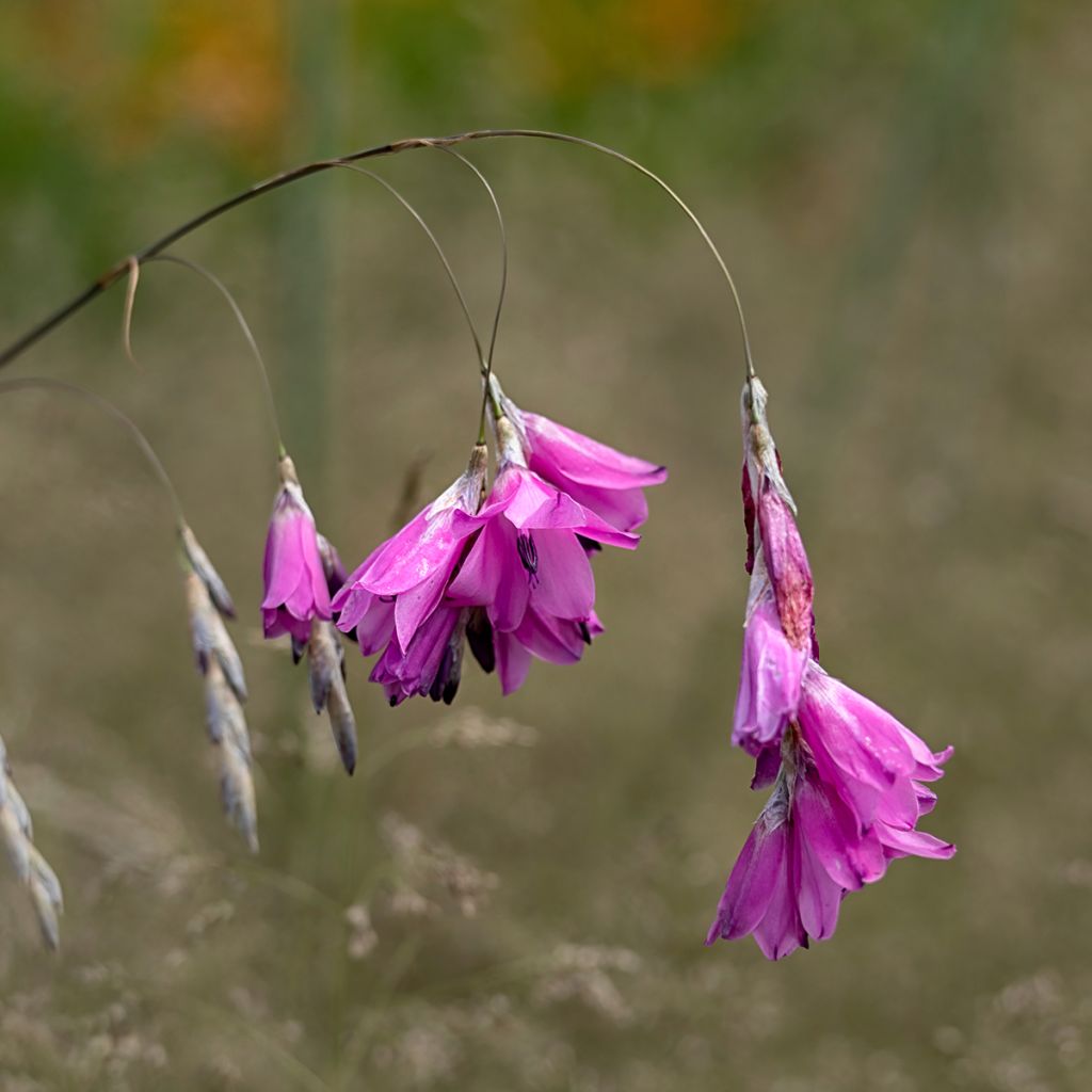 Dierama pulcherrimum - Pluma del ángel rosa