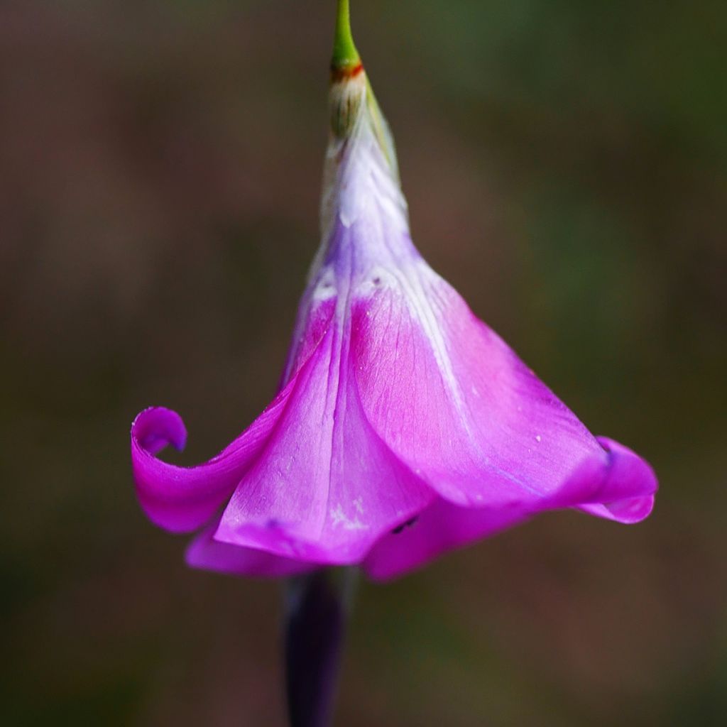 Dierama pulcherrimum - Pluma del ángel rosa