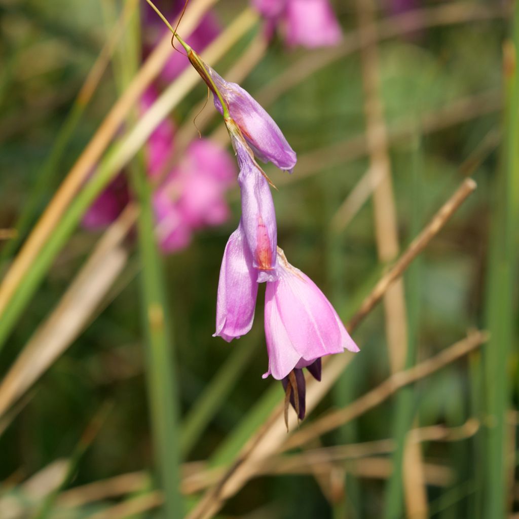 Dierama pulcherrimum - Pluma del ángel rosa