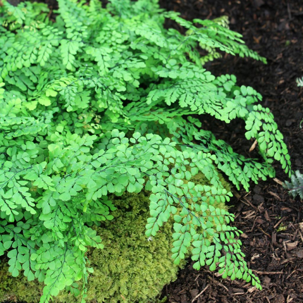 Adiantum venustum - Culantrillo