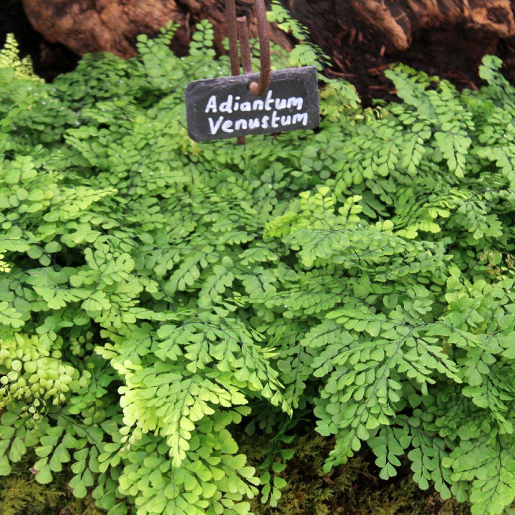 Adiantum venustum - Culantrillo