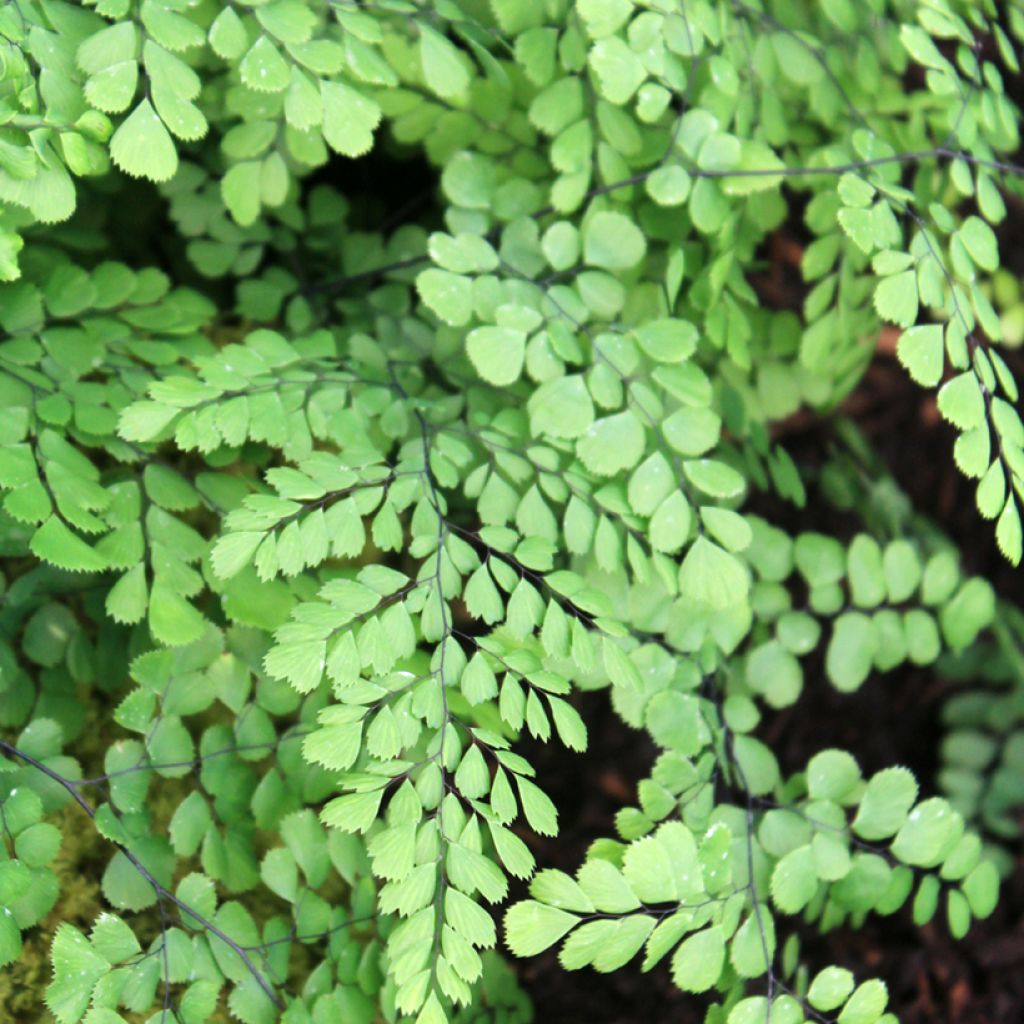 Adiantum venustum - Culantrillo