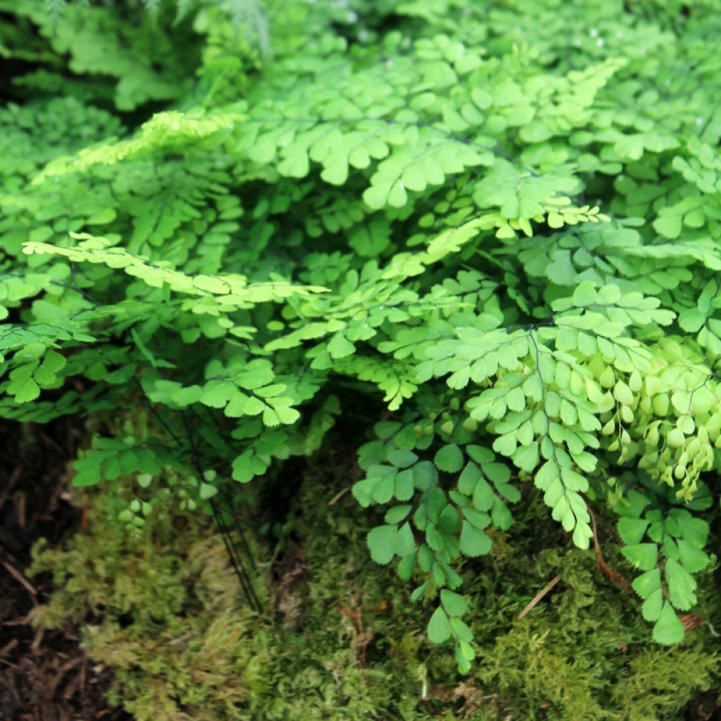 Adiantum venustum - Culantrillo