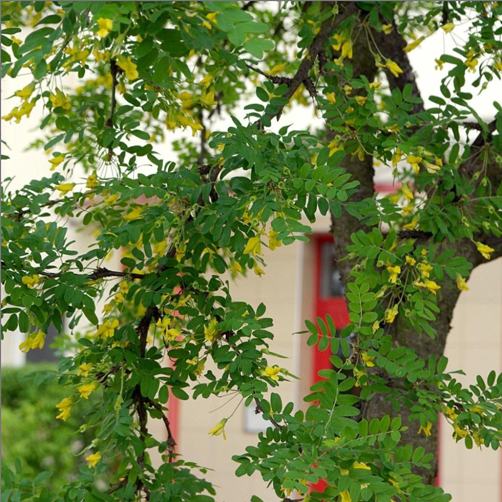 Caragana arborescens - Guisante siberiano