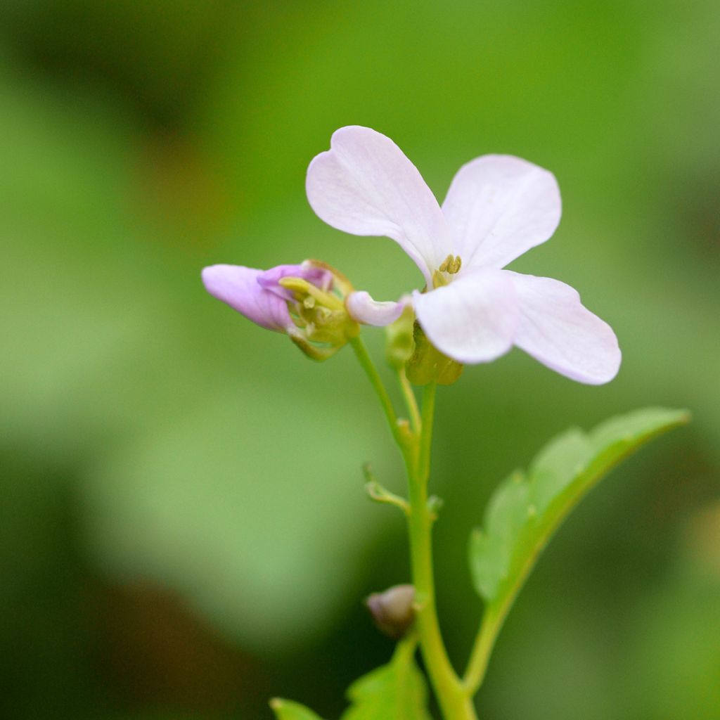 Cardamine bulbifera