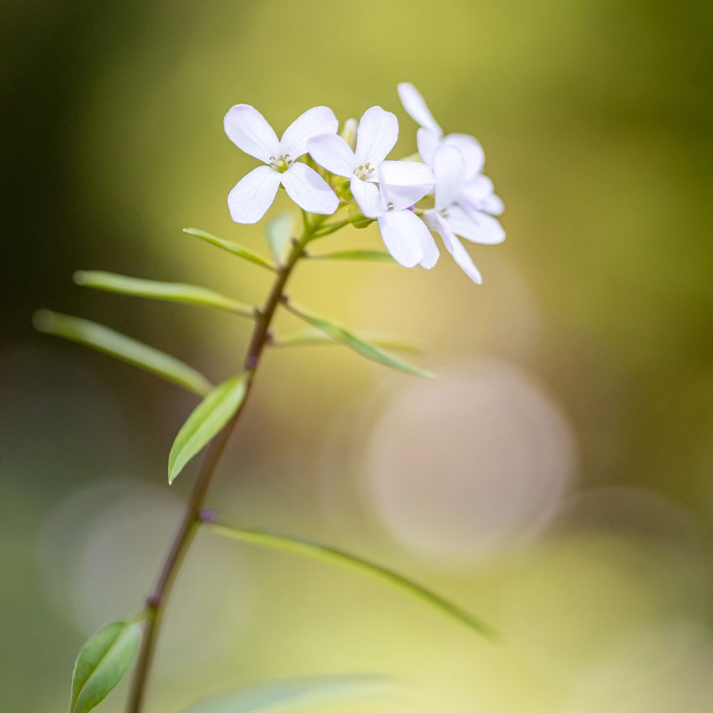 Cardamine bulbifera