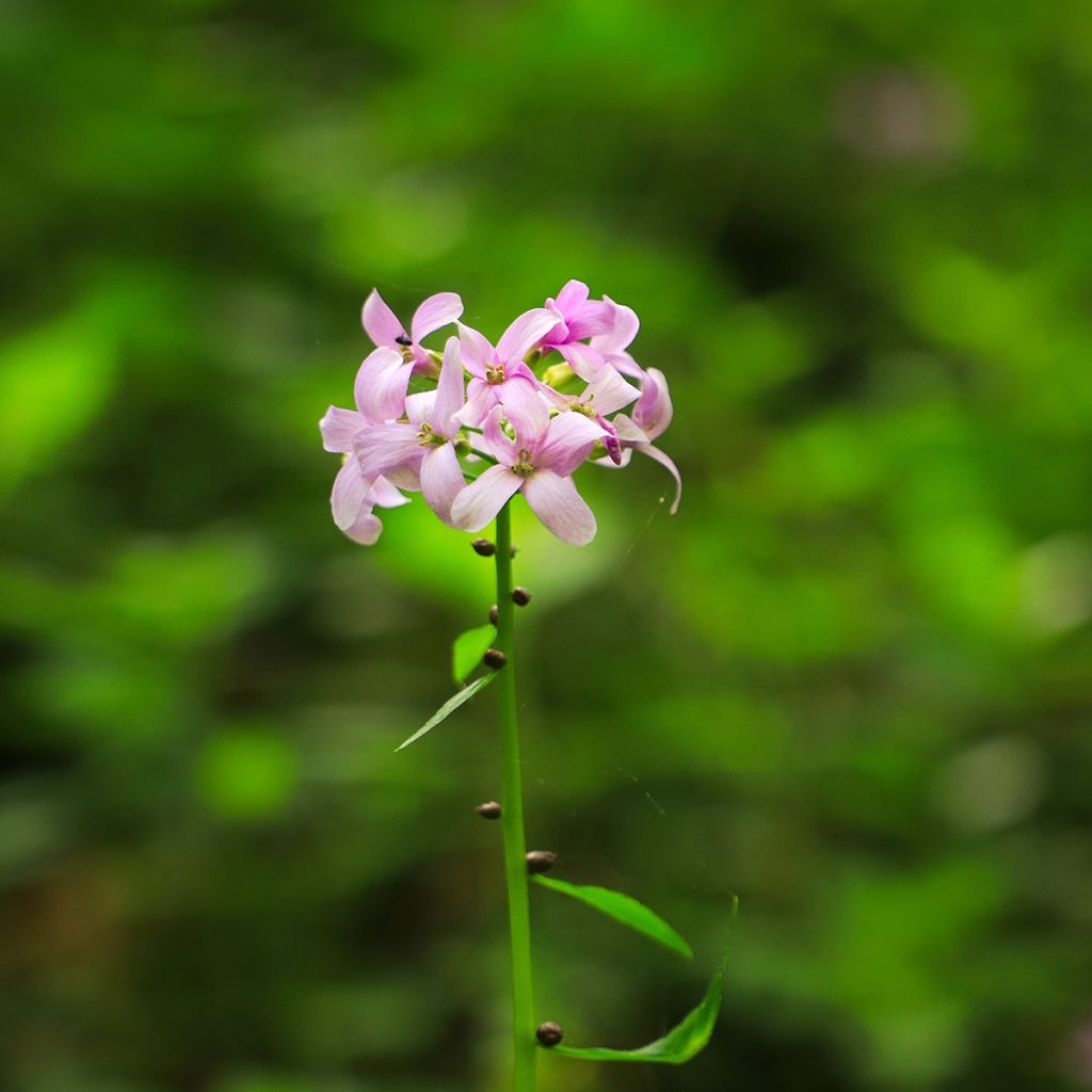 Cardamine bulbifera