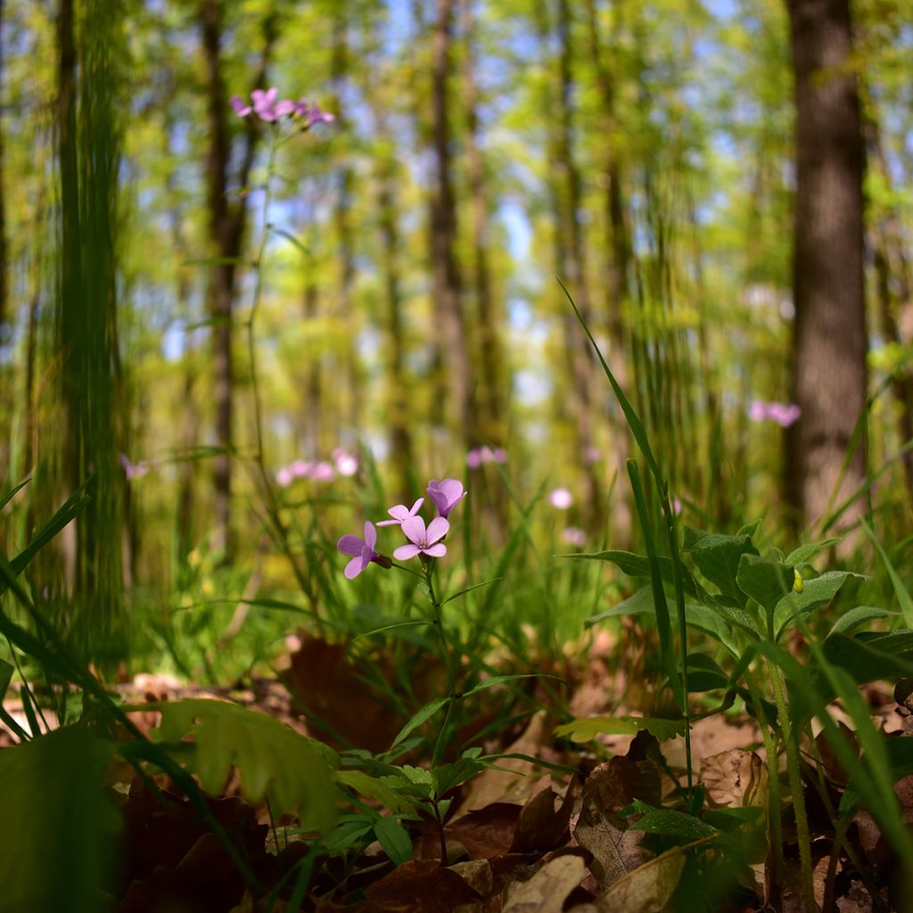 Cardamine bulbifera