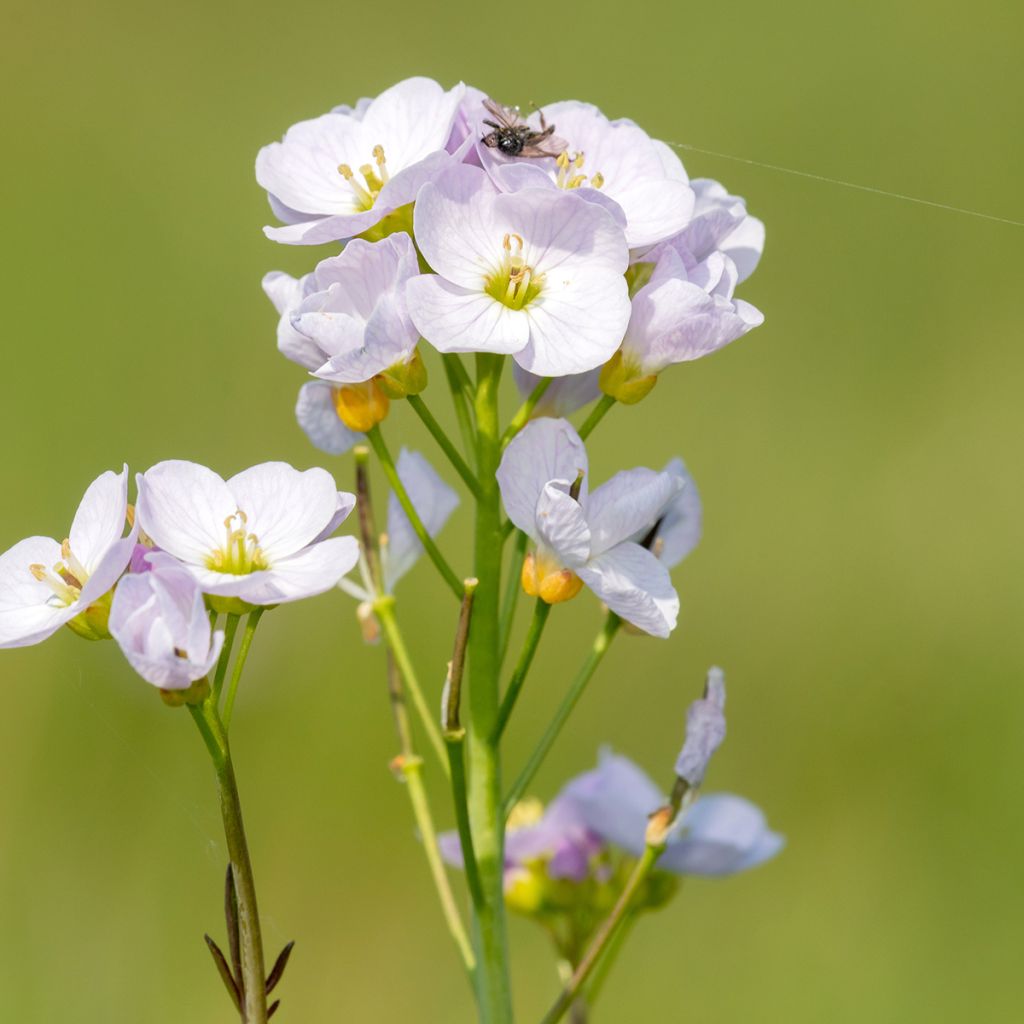 Cardamine pratensis