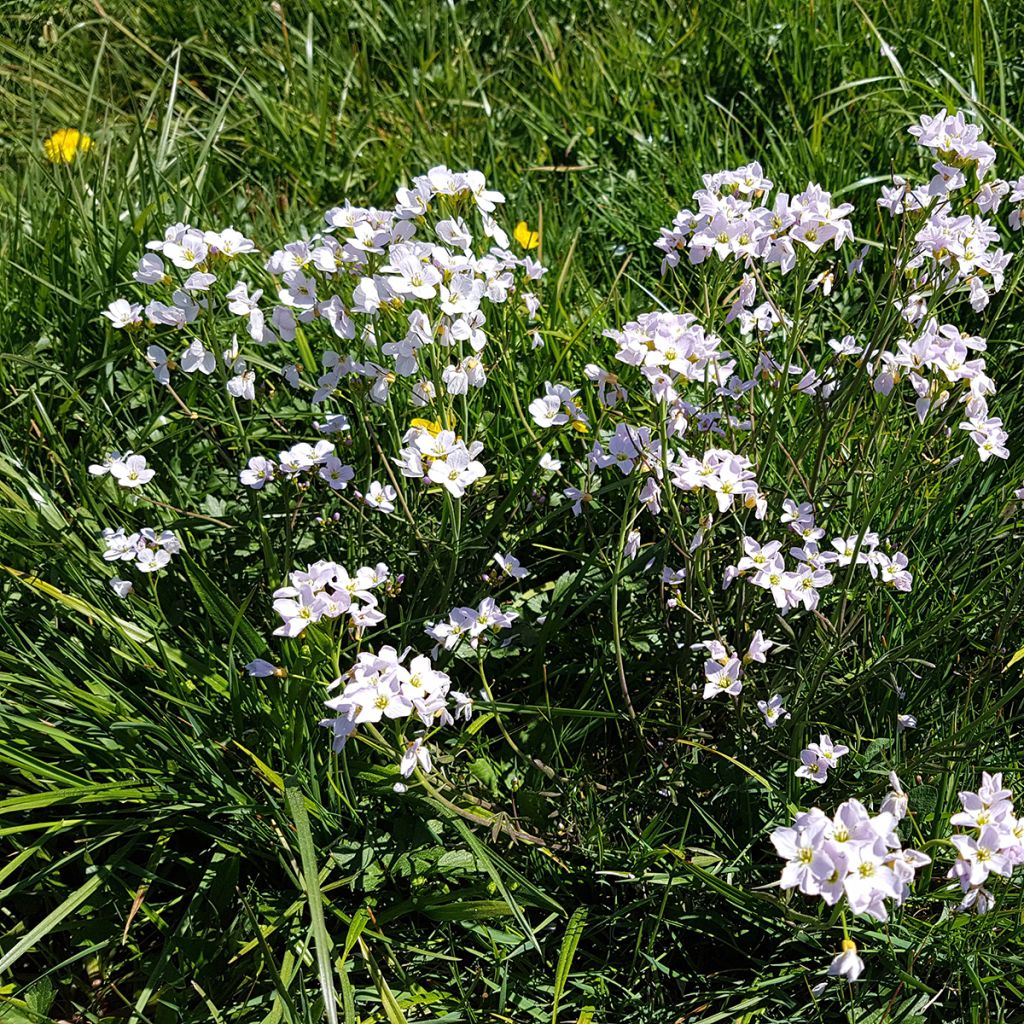 Cardamine pratensis