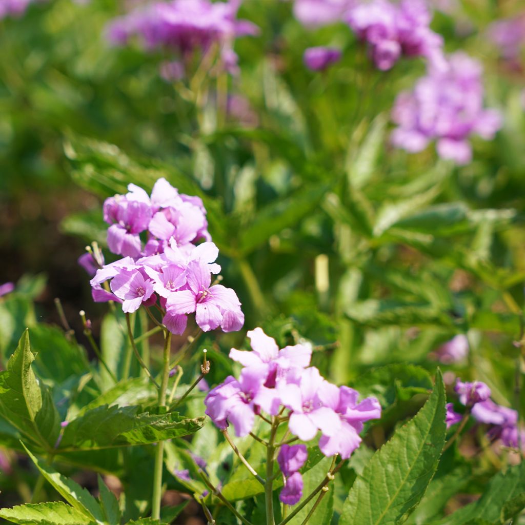 Cardamine pentaphylla, Cresson des près