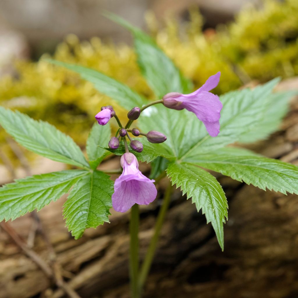 Cardamine pentaphylla, Cresson des près