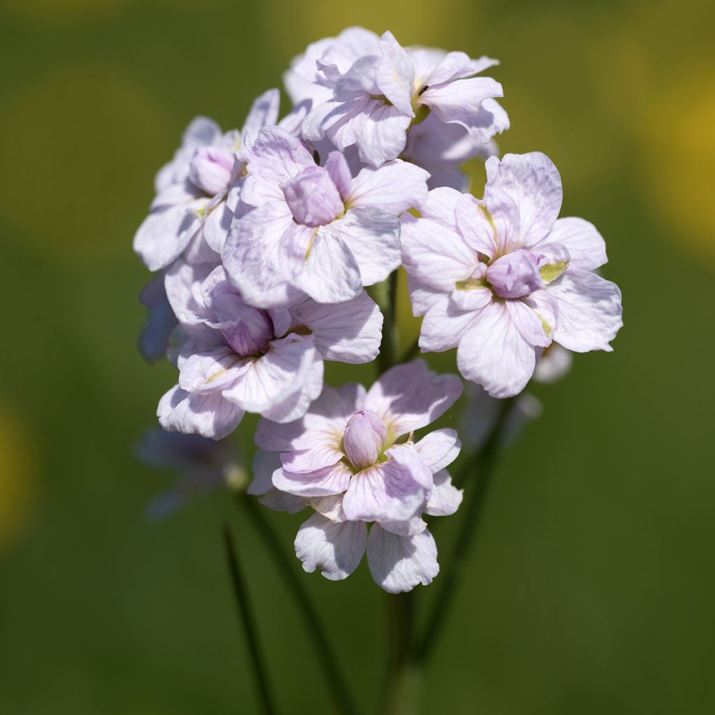 Cardamine pratensis Flore Pleno