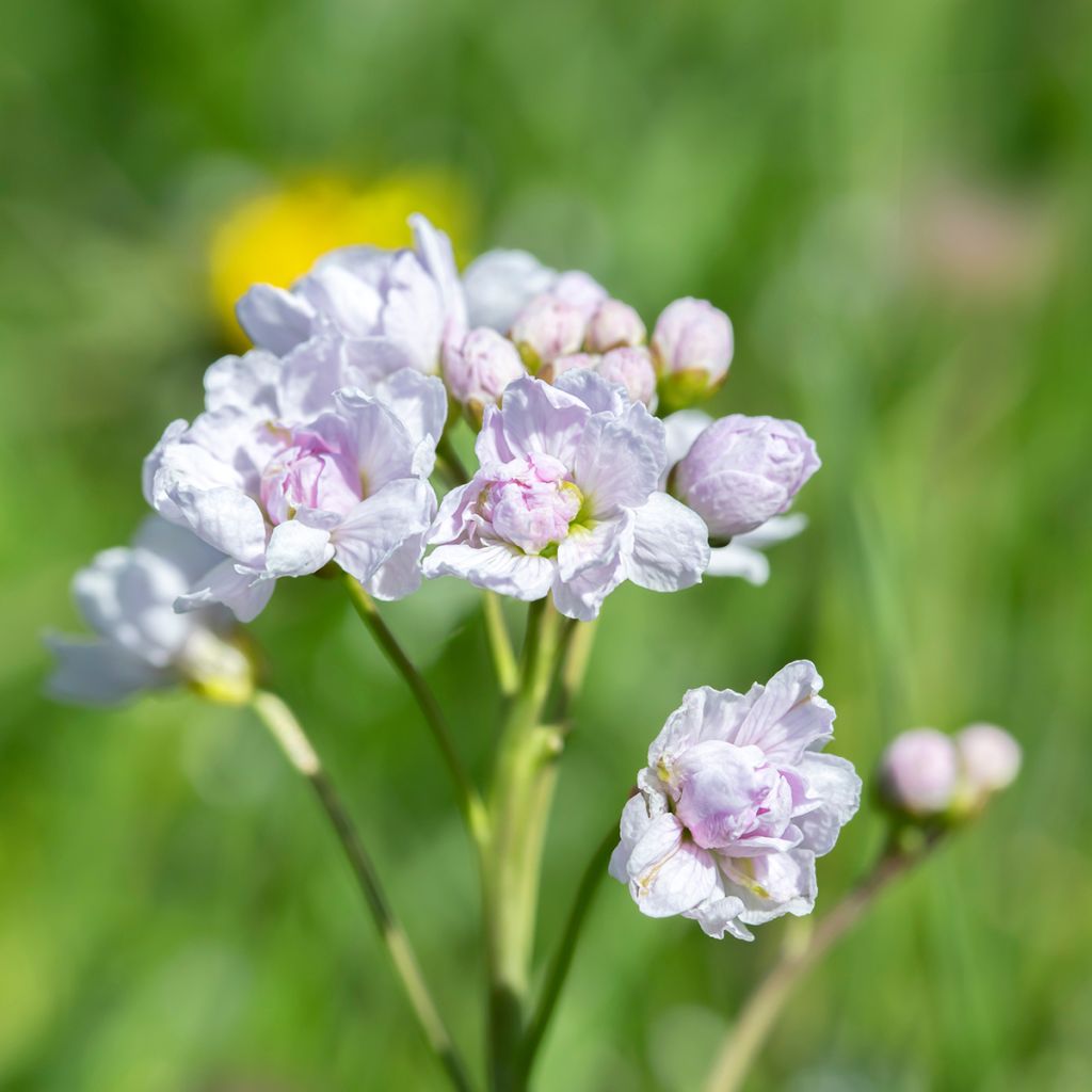 Cardamine pratensis Flore Pleno