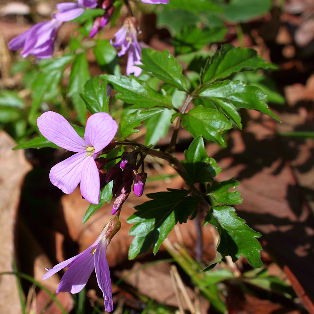 Cardamine quinquefolia