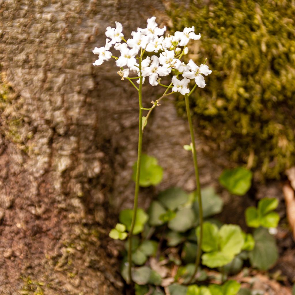 Cardamine trifolia