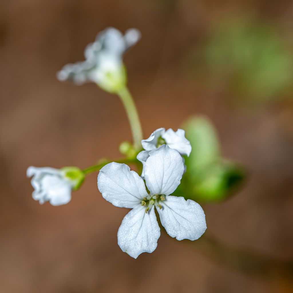 Cardamine trifolia