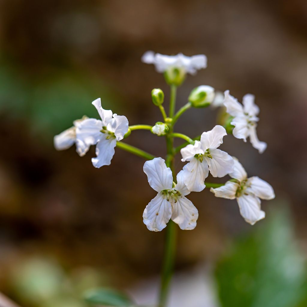 Cardamine trifolia