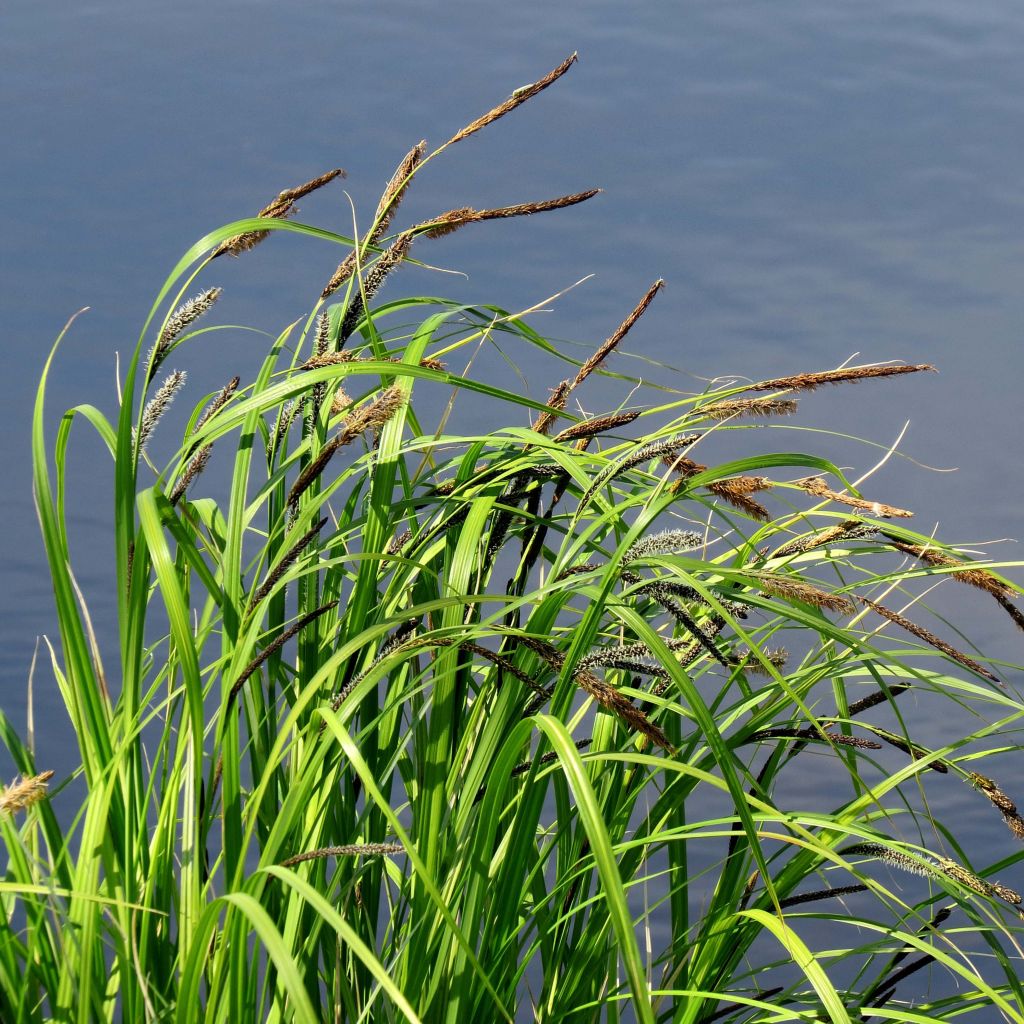 Carex acutiformis - Fausse laîche aigüe