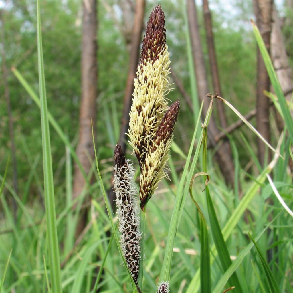 Carex acutiformis - Fausse laîche aigüe