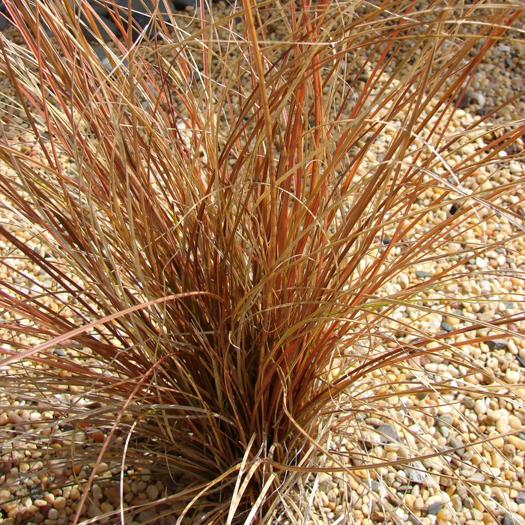 Carex comans Bronco - Laîche de Nouvelle-Zélande 