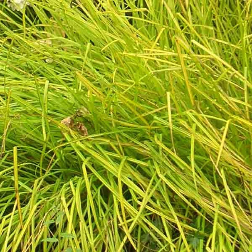 Carex elata Aurea