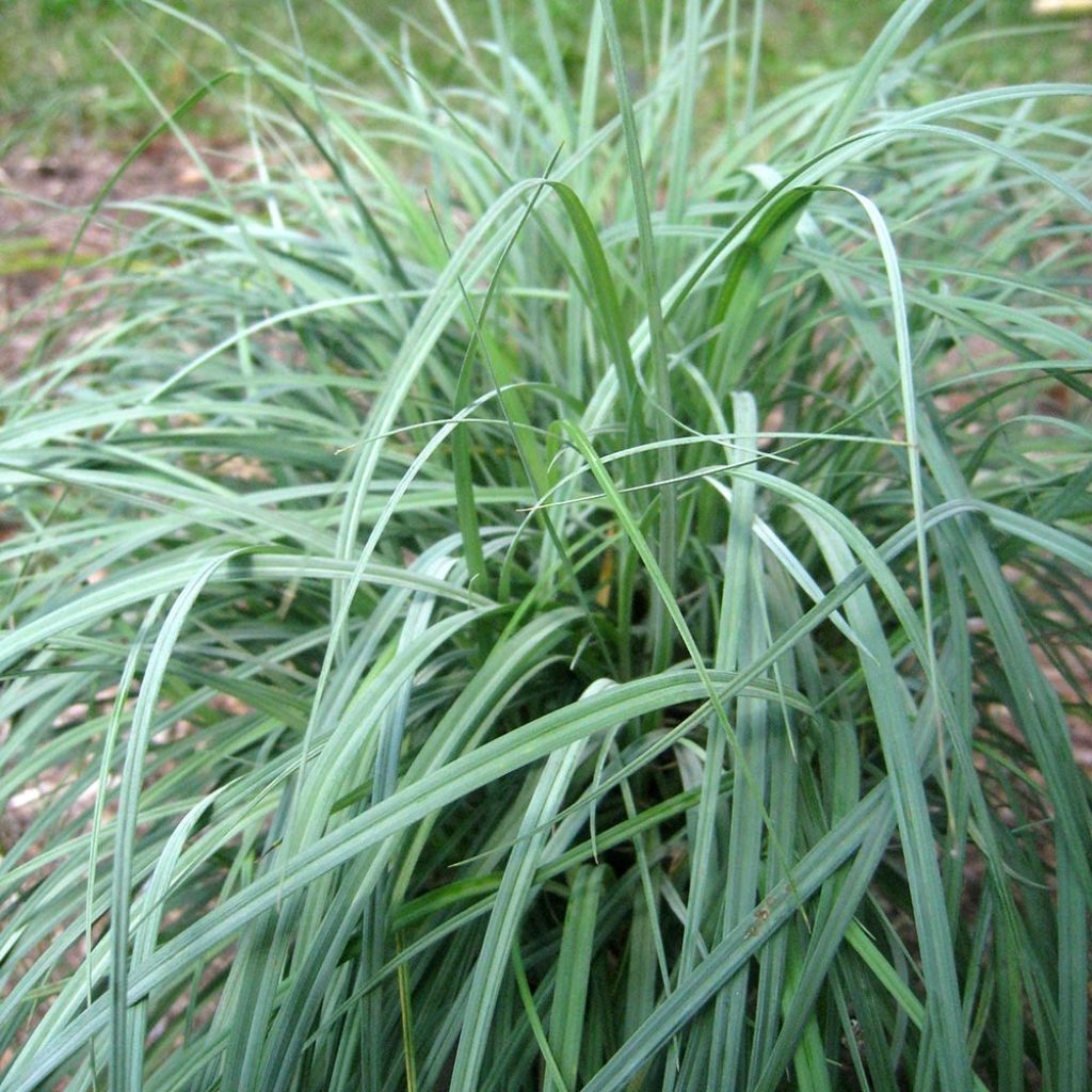 Laîche glauque Blue Zinger