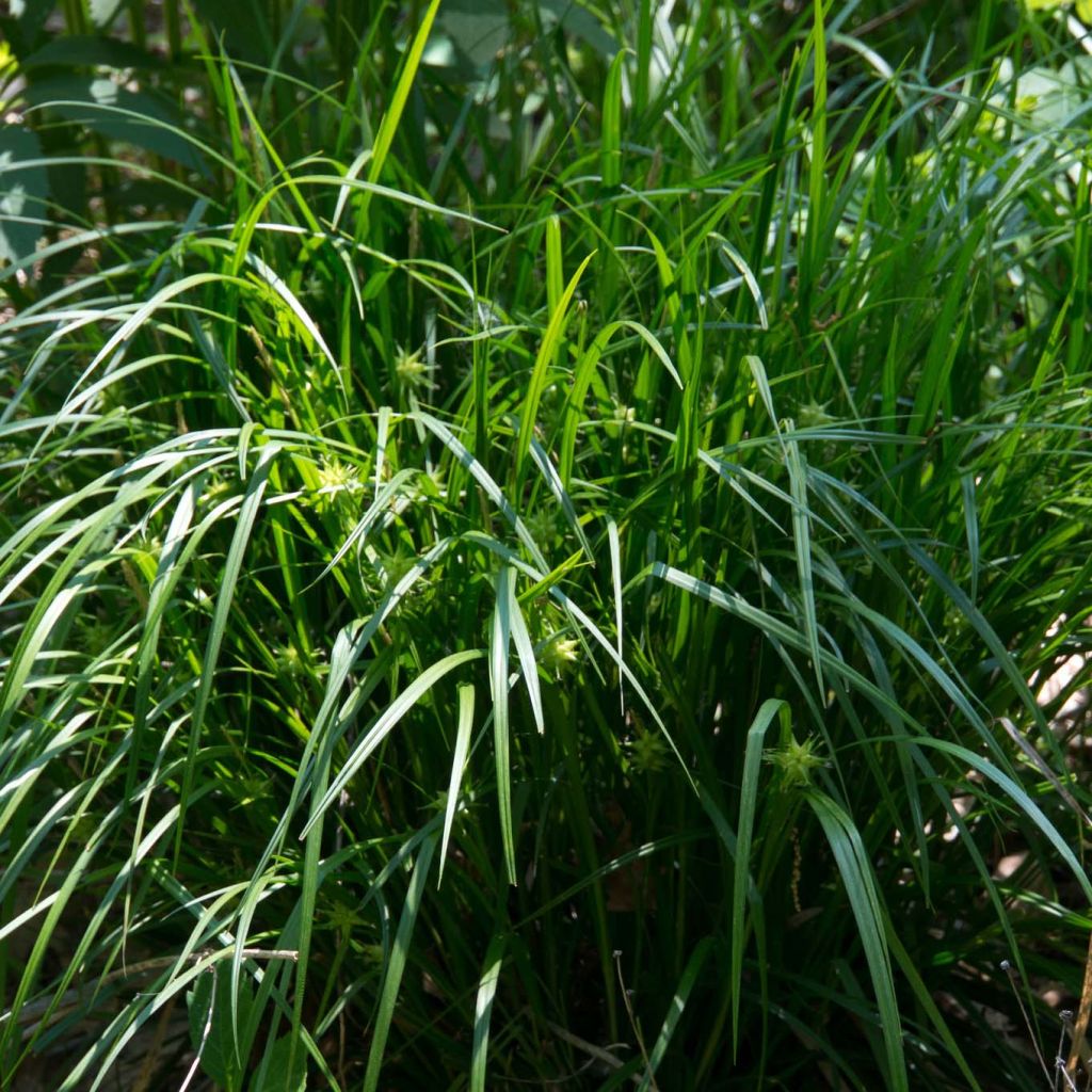 Carex grayi - Laîche massue