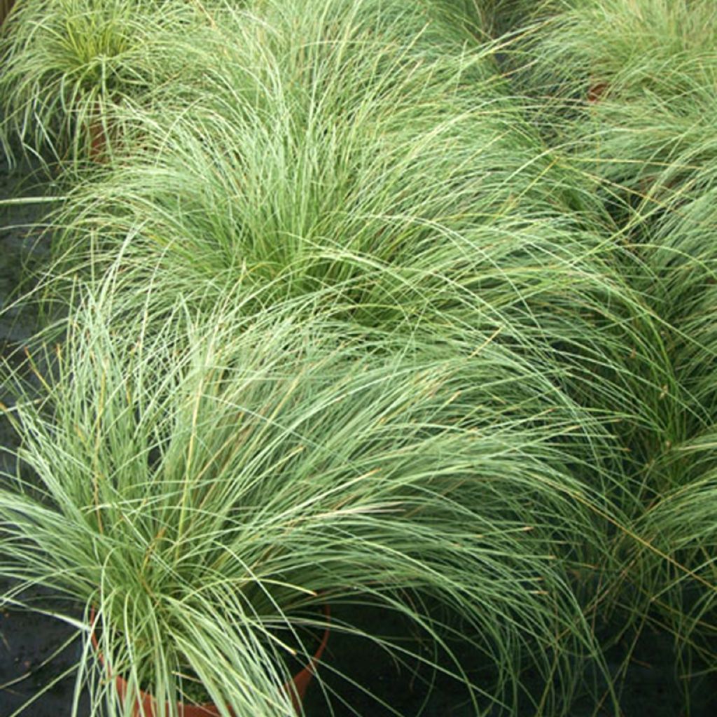 Carex comans Phoenix Green