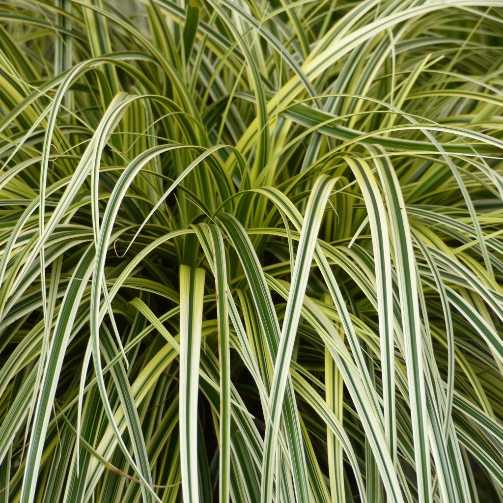 Carex oshimensis Feather Falls