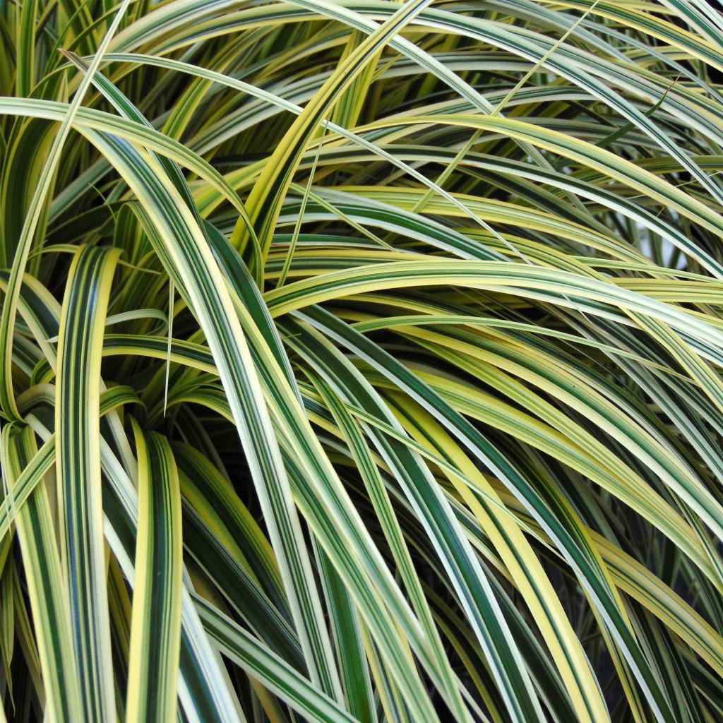 Carex oshimensis Feather Falls