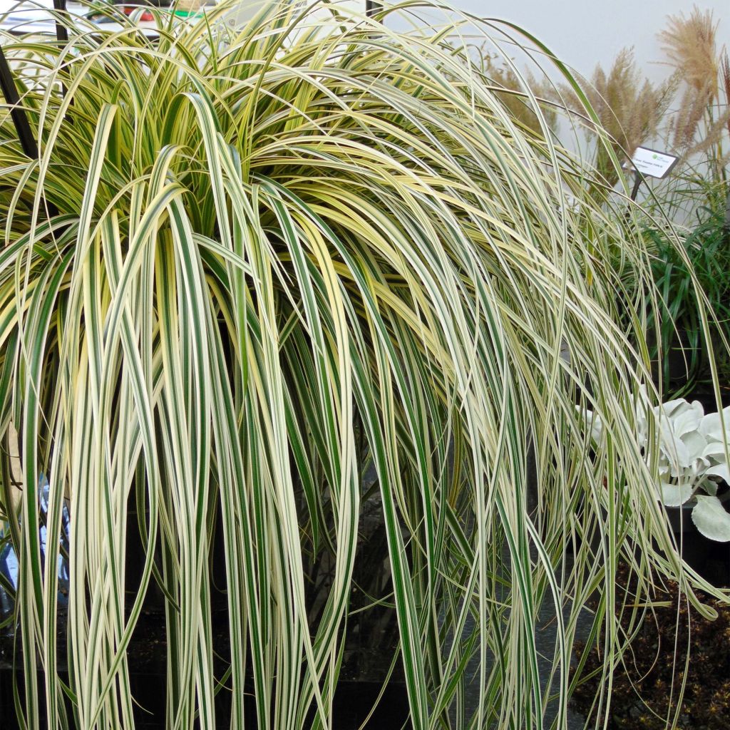 Carex oshimensis Feather Falls