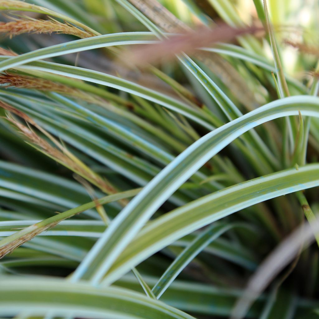 Carex morrowii Goldband - Laîche du Japon