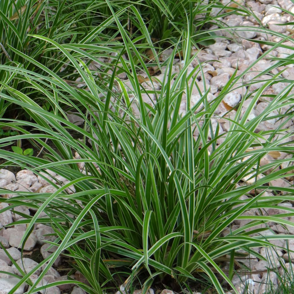 Carex morrowii Ice Dance - Laîche du Japon