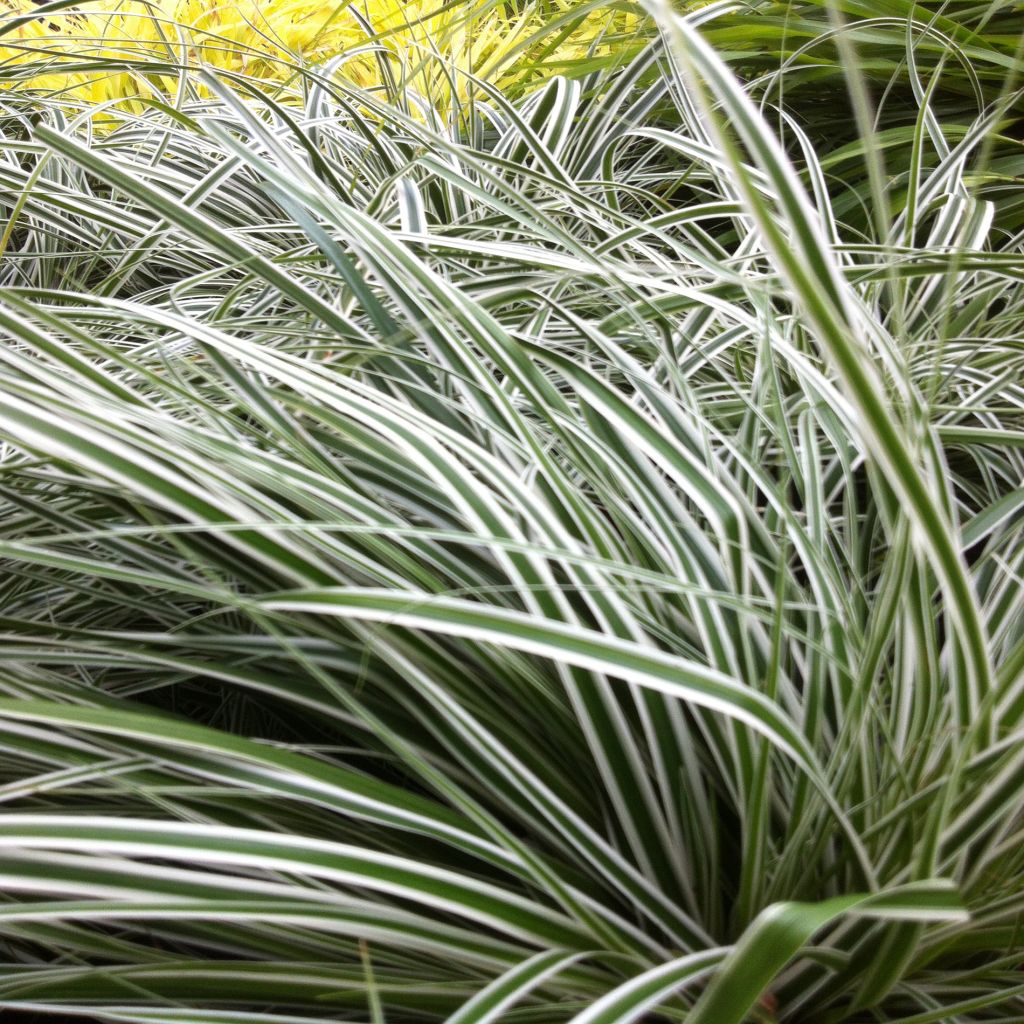 Carex oshimensis Everest - Laîche d'Oshima