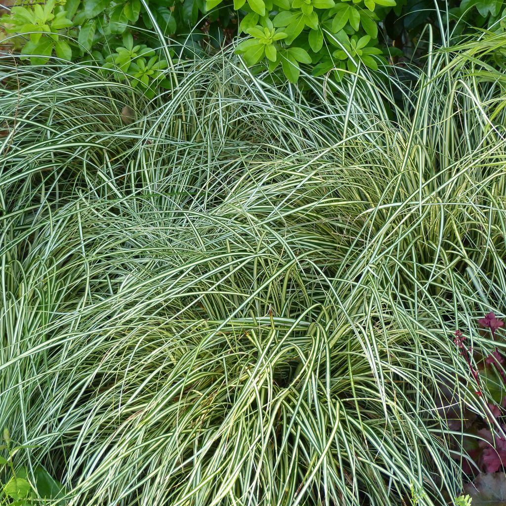 Carex oshimensis Evergold