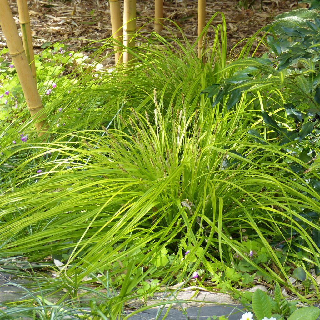 Carex oshimensis Everillo