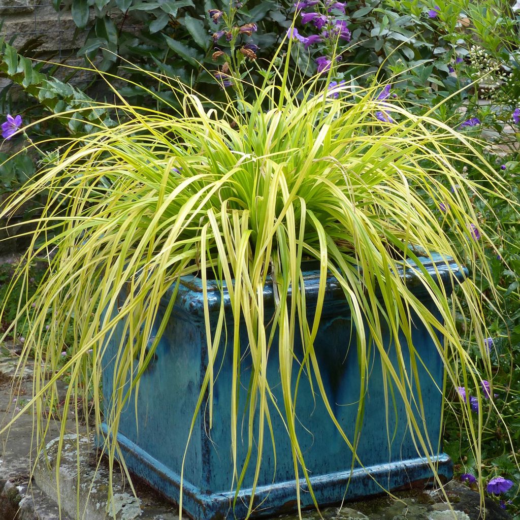 Carex oshimensis Everillo