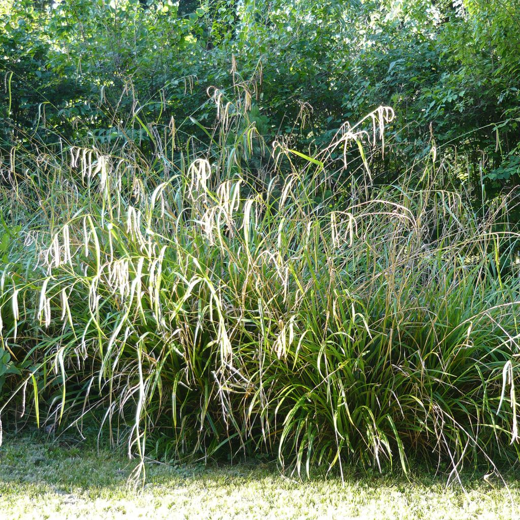 Carex pendula - Laîche pendante