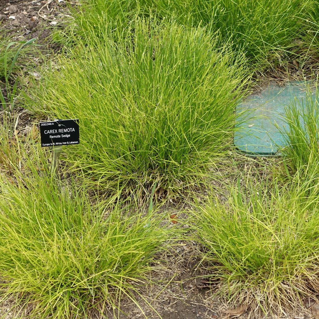 Carex remota