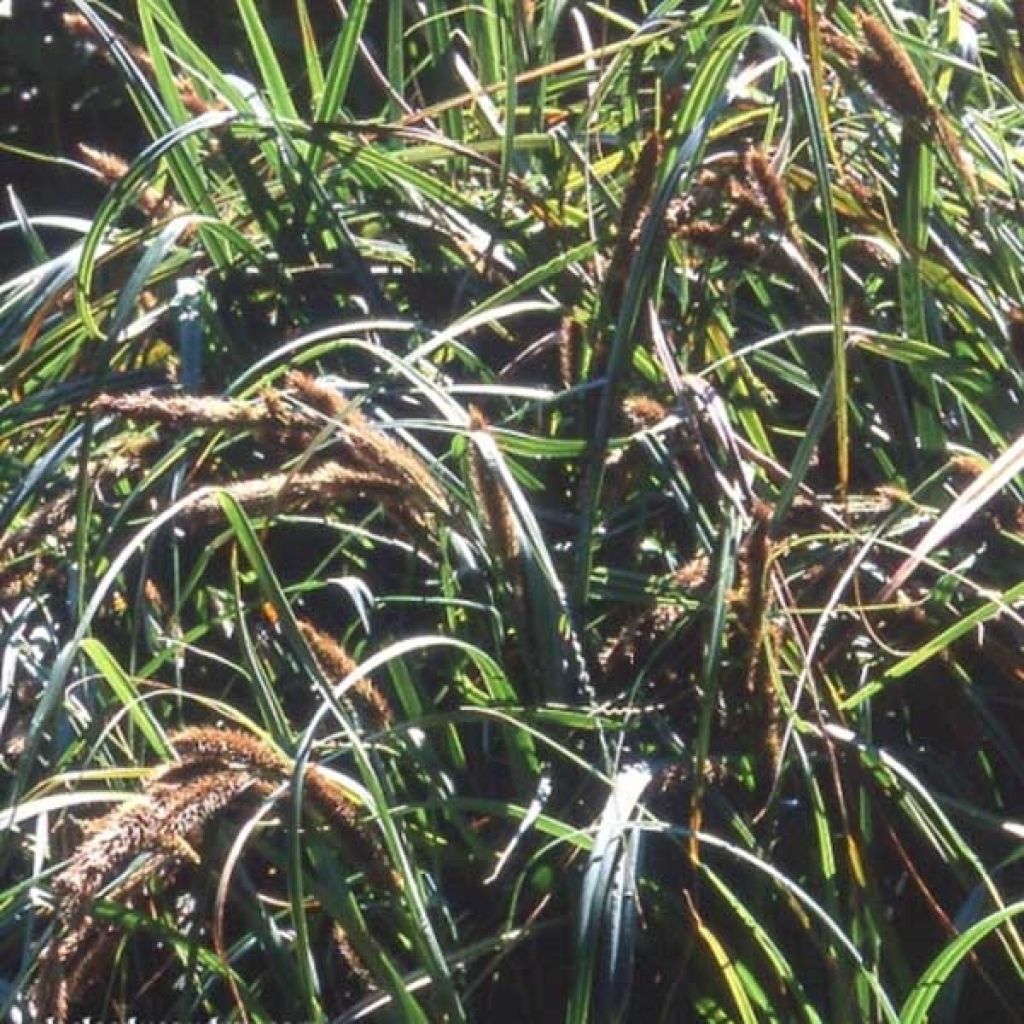 Carex trifida - Laîche