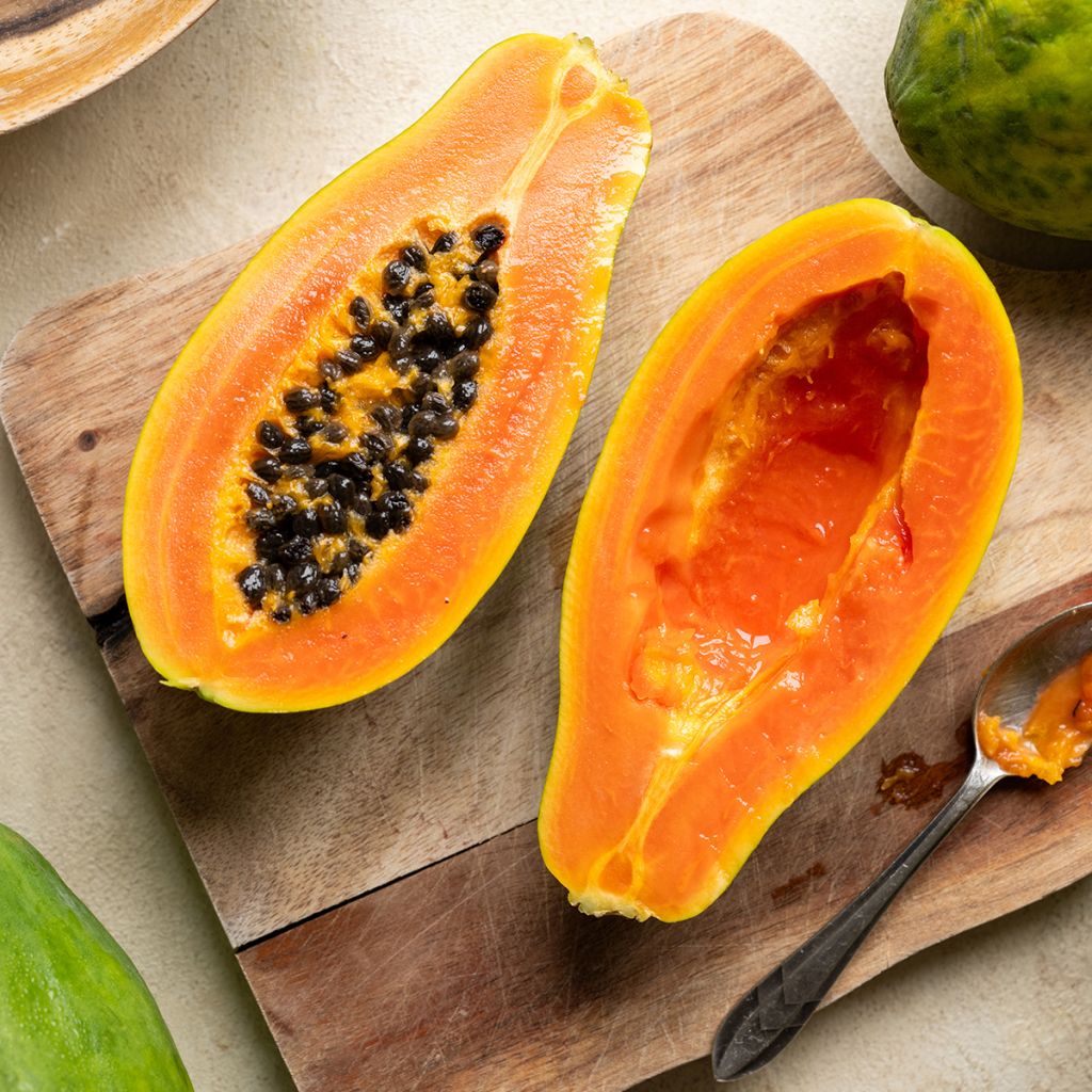 Papaya - Carica papaya