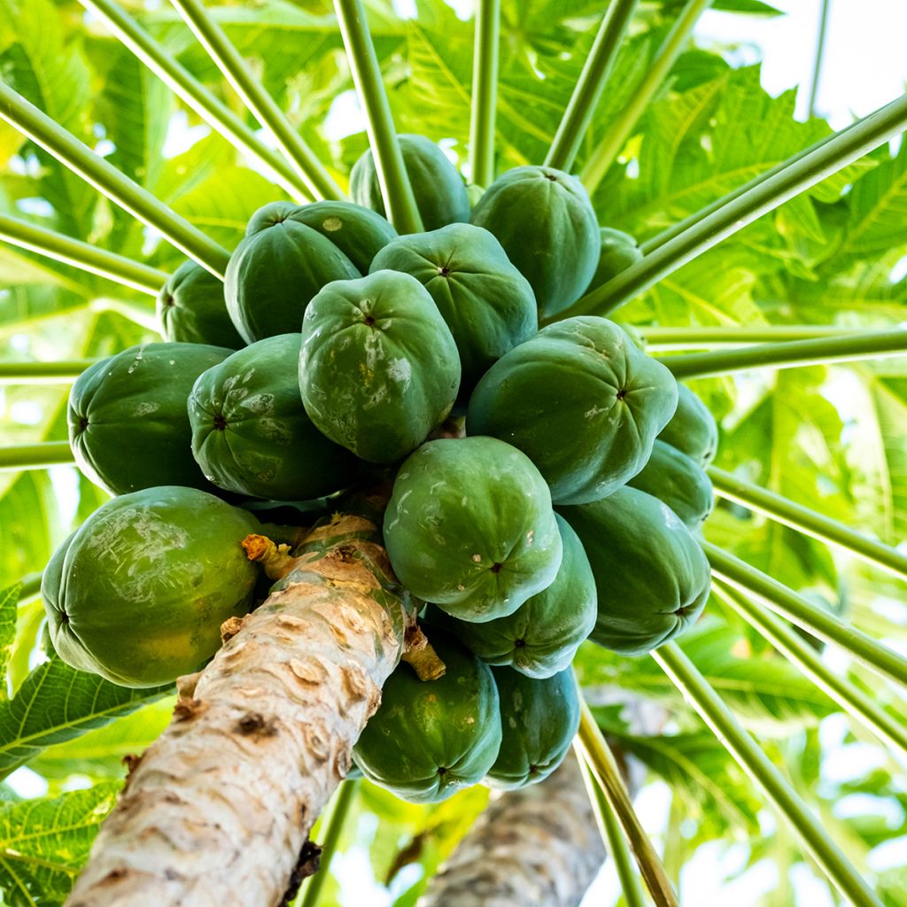 Papaya - Carica papaya