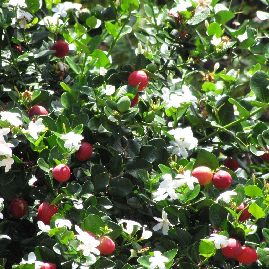 Carissa macrocarpa - Prunier du Natal