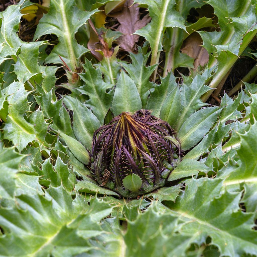 Carlina acanthifolia - Camaleón