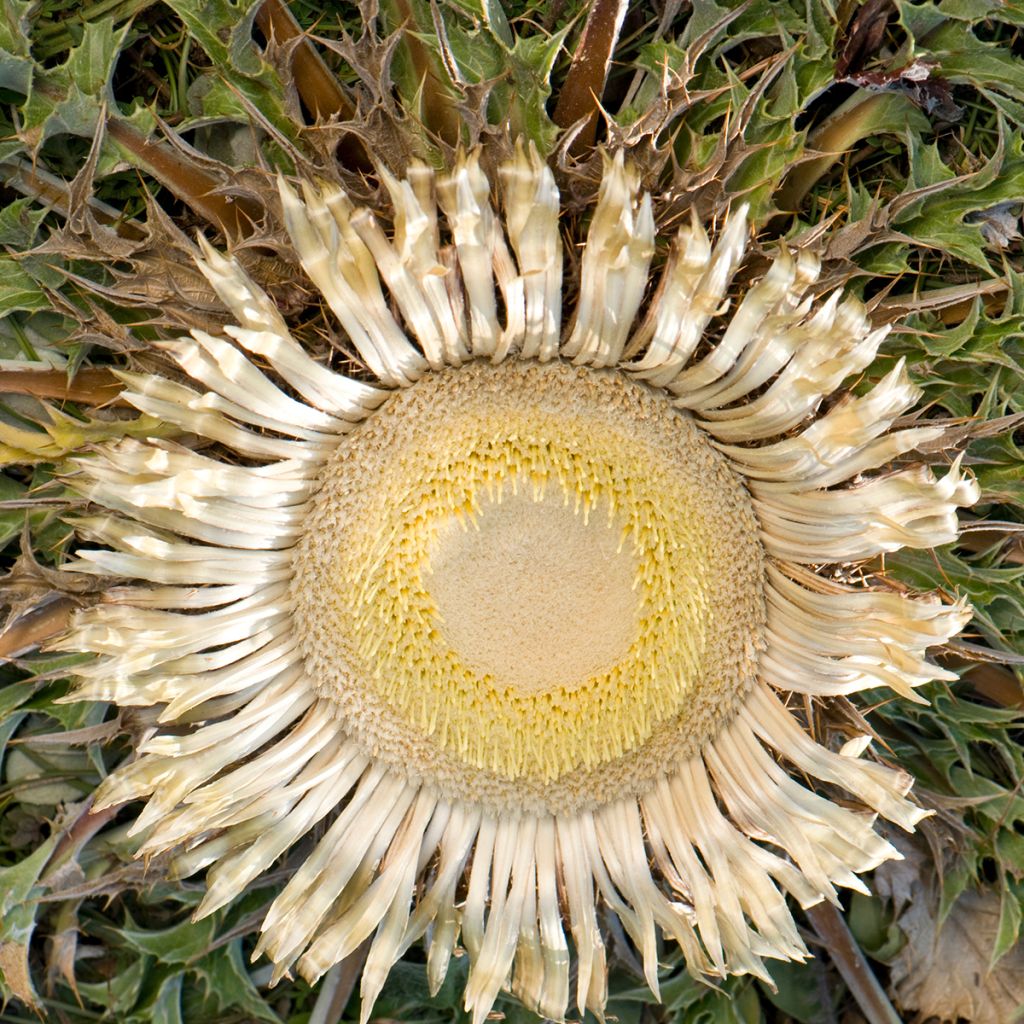 Carlina acanthifolia - Camaleón